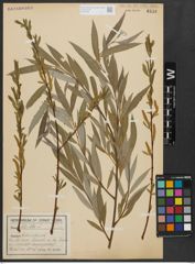 Foto von Salix alba L.